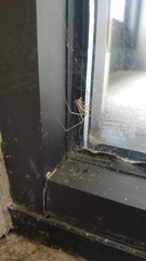 Araneae