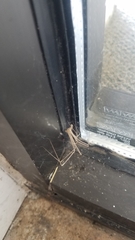Araneae