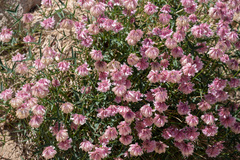 Trifolium dedeckerae