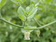 Salpichroa origanifolia