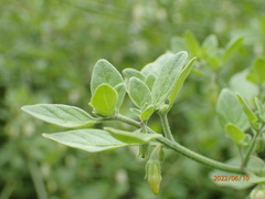 Salpichroa origanifolia
