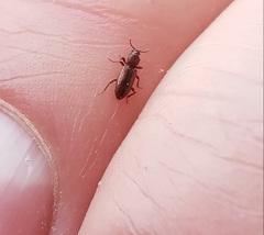 Bothrideres bipunctatus