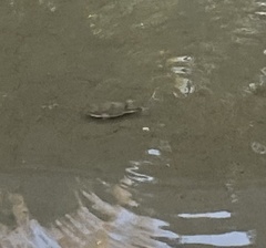 Tetractenos hamiltoni