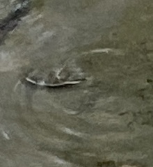 Tetractenos hamiltoni