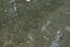 Tetractenos hamiltoni