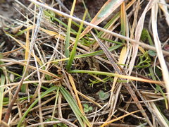 Zoysia minima