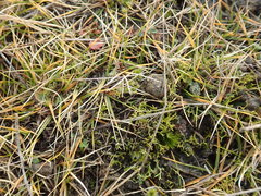 Zoysia minima