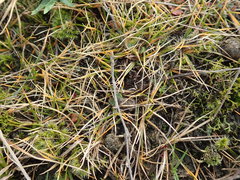 Zoysia minima