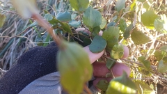 Muehlenbeckia australis × complexa