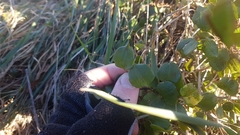 Muehlenbeckia australis × complexa