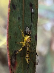 Xanthopimpla rhopaloceros