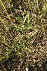 Carlina biebersteinii