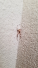 Latrodectus hesperus