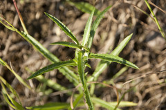 Carlina biebersteinii