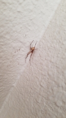 Latrodectus hesperus