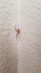 Latrodectus hesperus