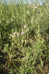 Erigeron acris acris