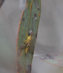 Xanthopimpla rhopaloceros