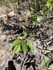 Petalostigma