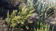 Dracophyllum acerosum