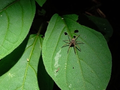 Chococtenus miserabilis