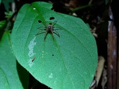 Chococtenus miserabilis