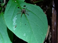 Chococtenus miserabilis