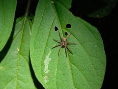 Chococtenus miserabilis