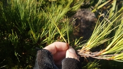 Dracophyllum acerosum