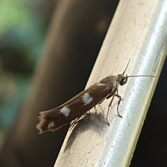 Scythris scopolella