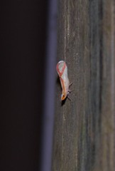 Otiocerus coquebertii