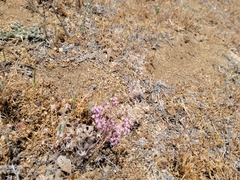 Chorizanthe fimbriata