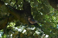 Garrulus glandarius