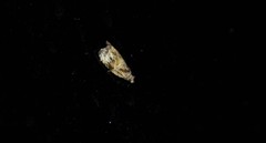 Olethreutes connectum