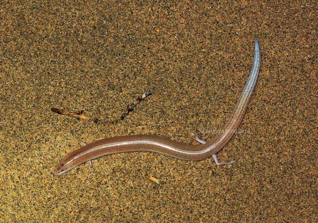 Eastern Snake Skink