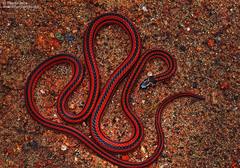 Calliophis nigrescens