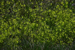 Draba sibirica