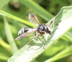 Physocephala rufipes