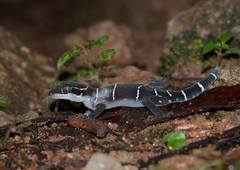 Cyrtodactylus deccanensis