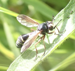 Physocephala rufipes