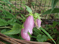 Campanula punctata punctata