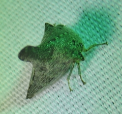 Glossonotus acuminatus