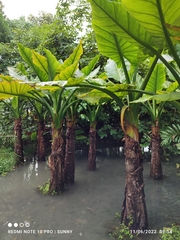 Typhonodorum lindleyanum