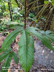 Sterculia macrophylla