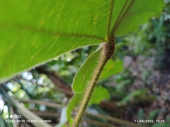 Sterculia macrophylla