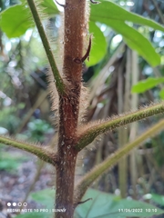 Sterculia macrophylla