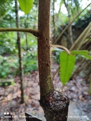 Sterculia macrophylla
