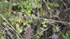 Anthidium loti