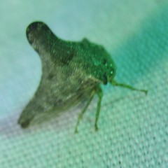 Glossonotus acuminatus