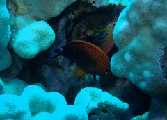 Centropyge potteri